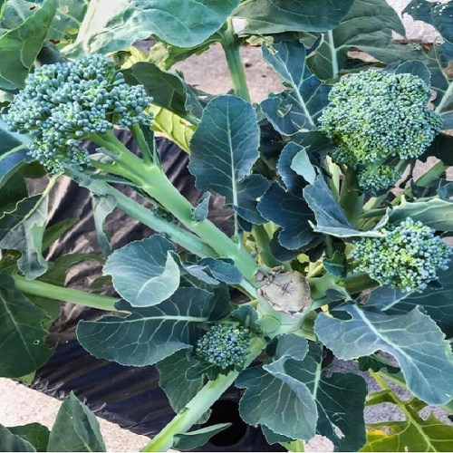 DẦU HẠT BÔNG CẢI XANH